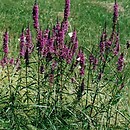 Lythrum salicaria (krwawnica pospolita)