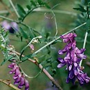 Vicia cracca (wyka ptasia)