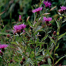 Centaurea (chaber)