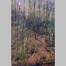 Eleocharis palustris (ponikło błotne)