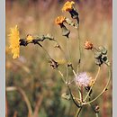 Sonchus arvensis (mlecz polny)