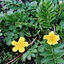 Potentilla anserina (pięciornik gęsi)