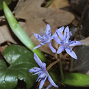 Scilla (cebulica)