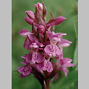 Dactylorhiza majalis s.l. (kukułka szerokolistna)