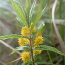 Lysimachia thyrsiflora (tojeść bukietowa)