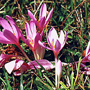 Colchicum autumnale (zimowit jesienny)