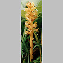 Orobanche (zaraza)