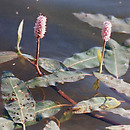 Polygonum amphibium (rdest ziemnowodny)