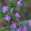 Galeopsis ladanum (poziewnik polny)