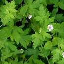 Geranium sibiricum ssp. sibiricum (bodziszek syberyjski)