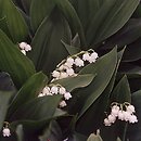 Convallaria majalis (konwalia majowa)