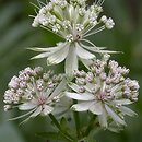 Astrantia major (jarzmianka większa)