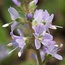 Veronica officinalis (przetacznik leśny)