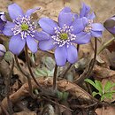 Hepatica nobilis (przylaszczka pospolita)