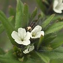 Lithospermum arvense (nawrot polny)