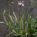 Butomus umbellatus (łączeń baldaszkowy)