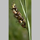 Carex panicea (turzyca prosowata)