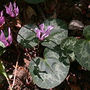 Cyclamen (cyklamen)