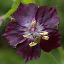 Geranium phaeum (bodziszek żałobny)