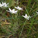 Ornithogalum (śniedek)