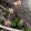 Sedum alpestre (rozchodnik alpejski)