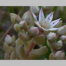 Sedum hispanicum (rozchodnik siny)