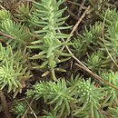 Petrosedum rupestre (rozchodnik ościsty)