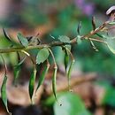 Corydalis solida (kokorycz pełna)