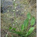 Alisma plantago-aquatica (żabieniec babka wodna)