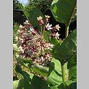 Asclepias (trojeść)