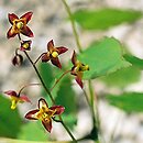 Epimedium alpinum (epimedium alpejskie)