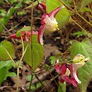 Epimedium grandiflorum (epimedium wielkokwiatowe)