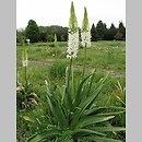 Eremurus (pustynnik)