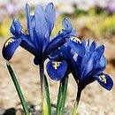 Iris reticulata (kosaciec żyłkowany)