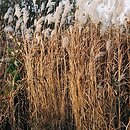 Miscanthus sacchariflorus (miskant cukrowy)