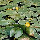 Nuphar lutea (grążel żółty)