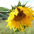 Helianthus annuus (słonecznik zwyczajny)