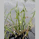 Sagittaria sagittifolia (strzałka wodna)