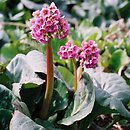 Bergenia (bergenia)