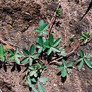 Potentilla reptans (pięciornik rozłogowy)