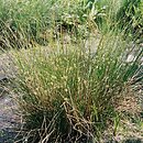 Juncus conglomeratus (sit skupiony)