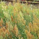 Rumex thyrsiflorus (szczaw rozpierzchły)