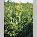 Rumex patientia (szczaw żółty)