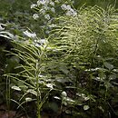 Equisetum arvense (skrzyp polny)