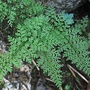 Cystopteris alpina (paprotnica królewska)