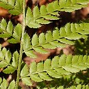 Polystichum setiferum (paprotnik szczecinkozębny)