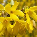 Forsythia ovata (forsycja koreańska)