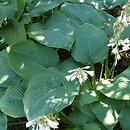 Hosta (funkia)