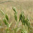 Bromus secalinus (stokłosa żytnia)