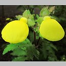 Calceolaria tripartita